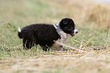 BORDER COLLIE 647